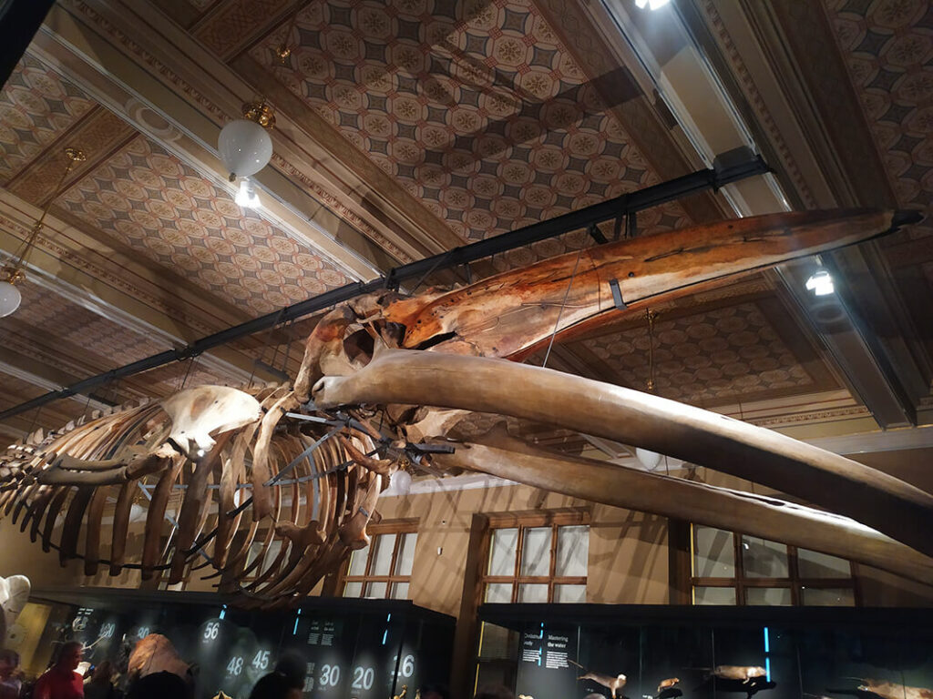Narodní muzeum plejtvák Praha zťp zľava