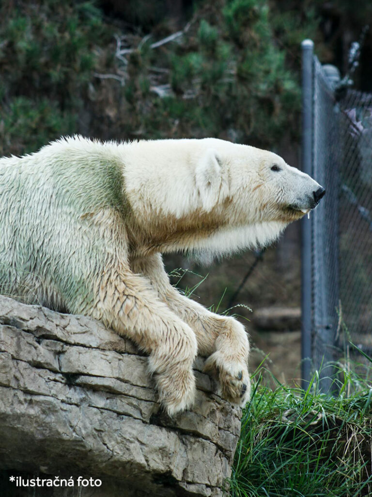 ZOO Brno ZŤP zľavy